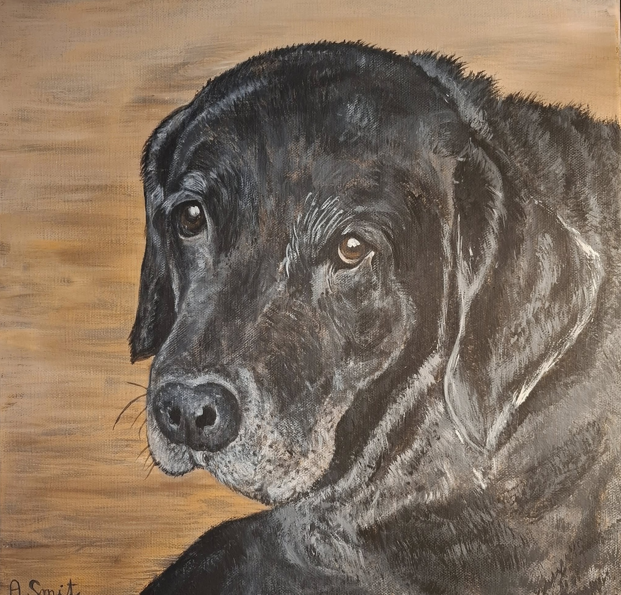 Labrador